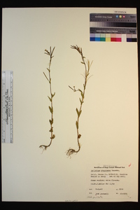 Epilobium oregonense image